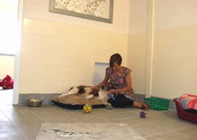 Plenty of room to stretch out and relax in our luxury dog boarding kennels in Staffordshire