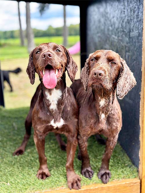 Two Spaniels sitting inside a raised squre box platform