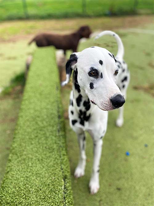 Dalmation dog next to faux grass bridge