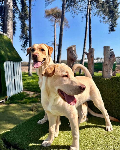 Two labradors enjoying the sunshine in a field with faux grass play areas and trees in the background