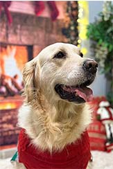 Golden retriever wearing a red Christmas jumper, sitting in front of Christmas log fire effect background