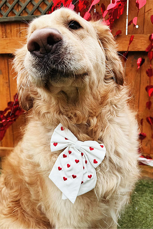 Golden Retriever posing, wearing a smart white bow with red hearts pattern