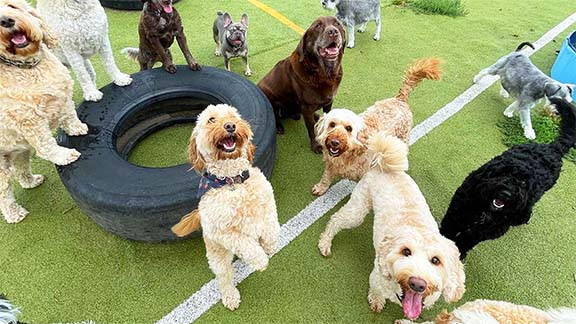 Multiples dogs playing games outdoors