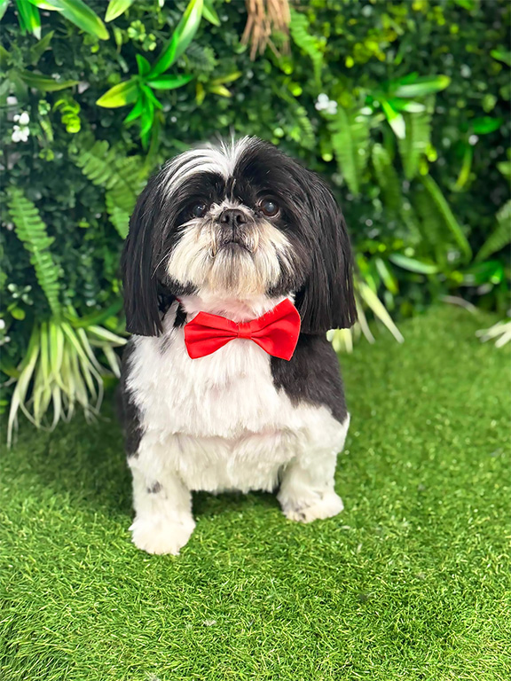 Gorgeous black and white Shih Tzu, freshly groomed and waring a bright red satin bow tie. Sitting on faux grass in a fresh green colour with a faux living wall background of lush green plants
