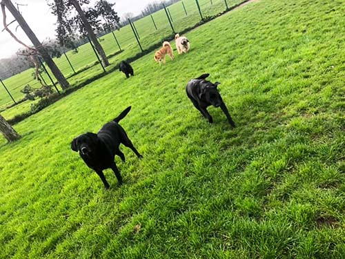 Mahalo the Black Labrador with hsi friends, running in the grass play area. It is a cloudy day but eh dogs are having a lovely time.