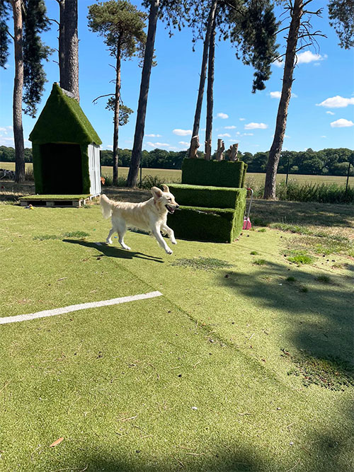 Amber, a Golden Retriever, is running across the play field with play platforms and structures in the background and trees, fields and blue skies beyond