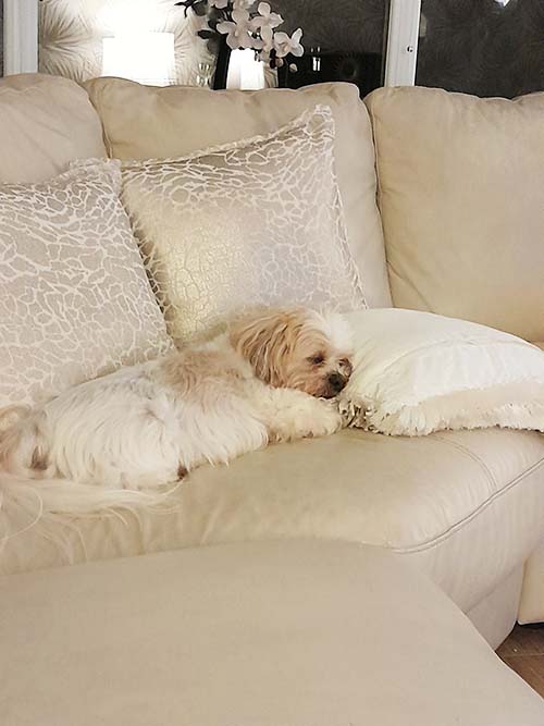 Bentley, a very sweet, small white and apricot dog asleep at home on the elegant ivory-coloured sofa, with his head on a comfy fringed cushion
