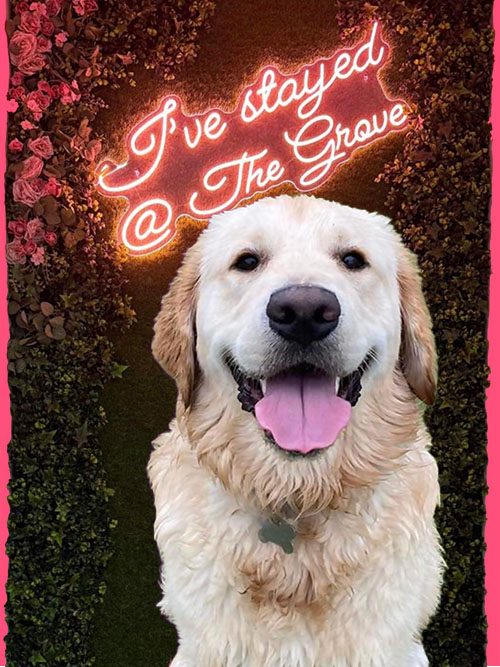 Golden Retriever with happy expression, sitting in front of neon sign that says 'I've stayed at The Grove'